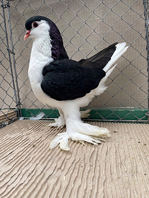 Lahore schwarz